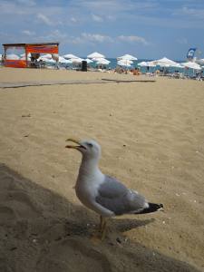 Holidays in Golden Sands, Bulgaria 2014 IMG_0682