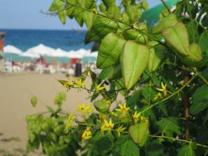 Holidays in Golden Sands, Bulgaria 2014 IMG_0796