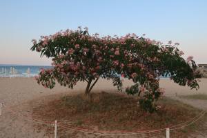 Golden Sands Bulgaria 2023 IMG_4422