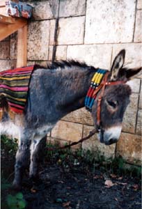 Esel in Bulgarien