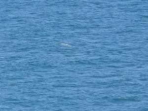 Golden Sands Bulgaria 2025 20250722_131145