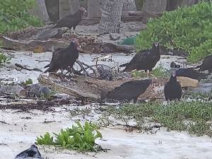 Punta Cana - Dominican Republic - 2025 20251106_175017